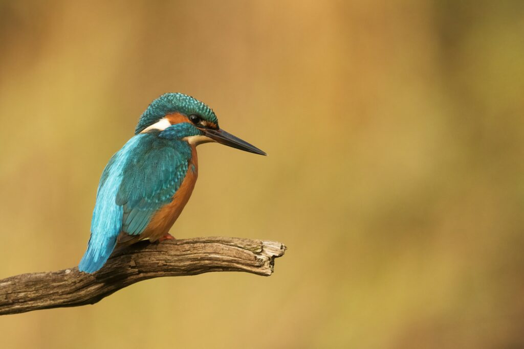 Kingfisher 